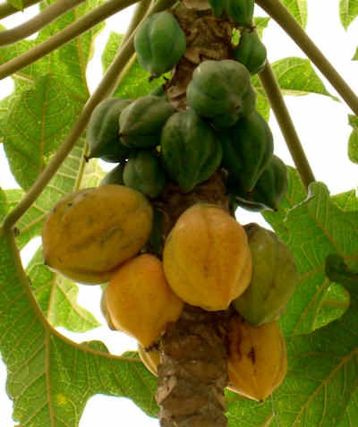 پاپایا کوهی